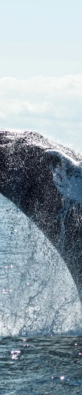 Beobachte die verschiedenen Vögel vom Wasser aus